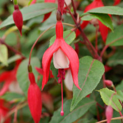 fuchsia -madame cornelissen